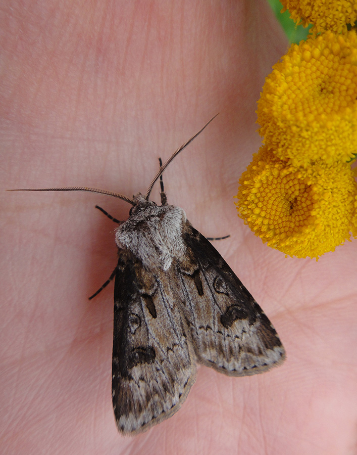 Agrotis clavis