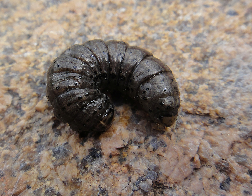  Agrotis clavis