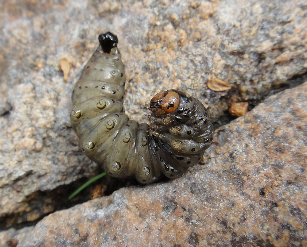 Agrotis clavis_2