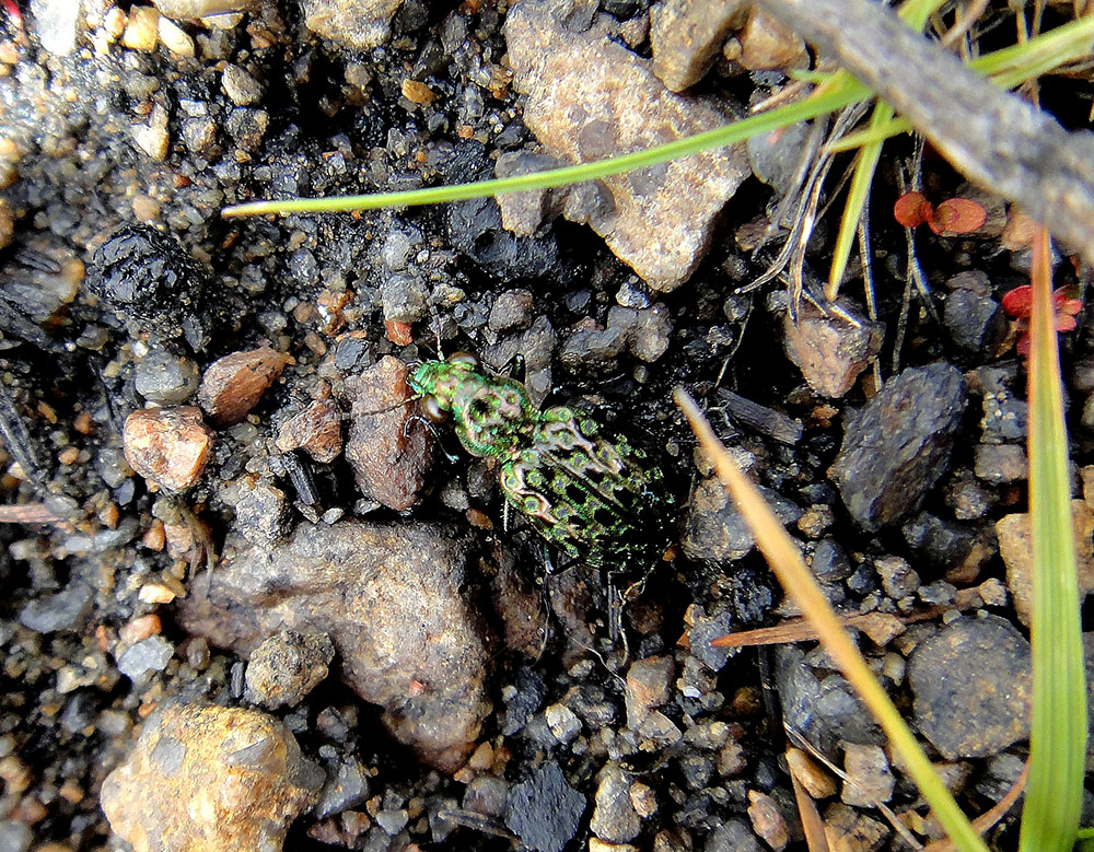  Elaphrus uliginosus F.