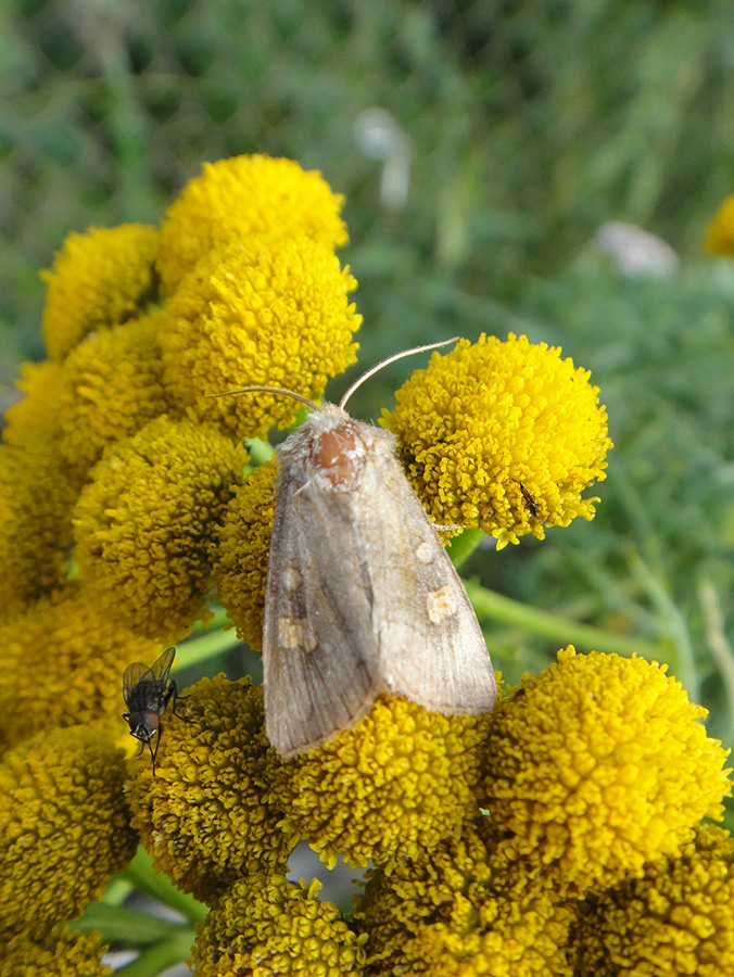 �� �����