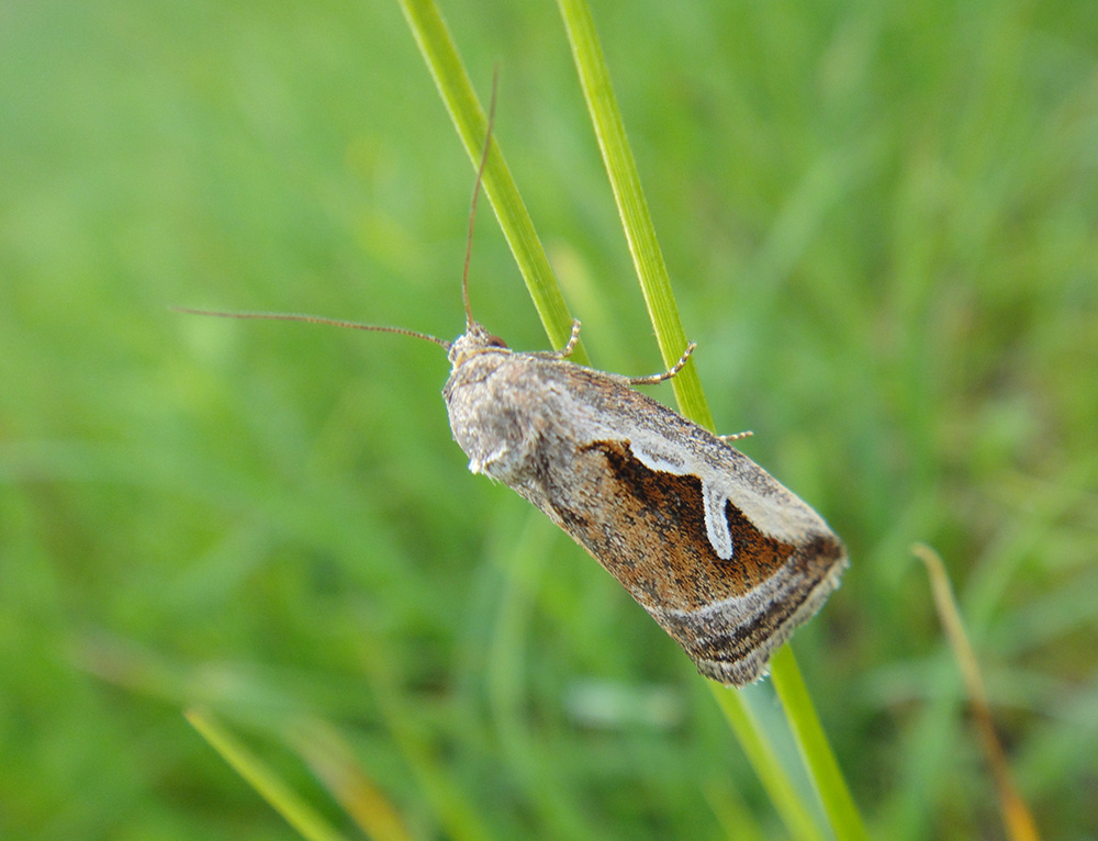 Deltote uncula