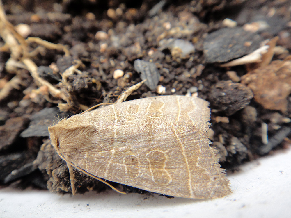  Hidraecia micacea?