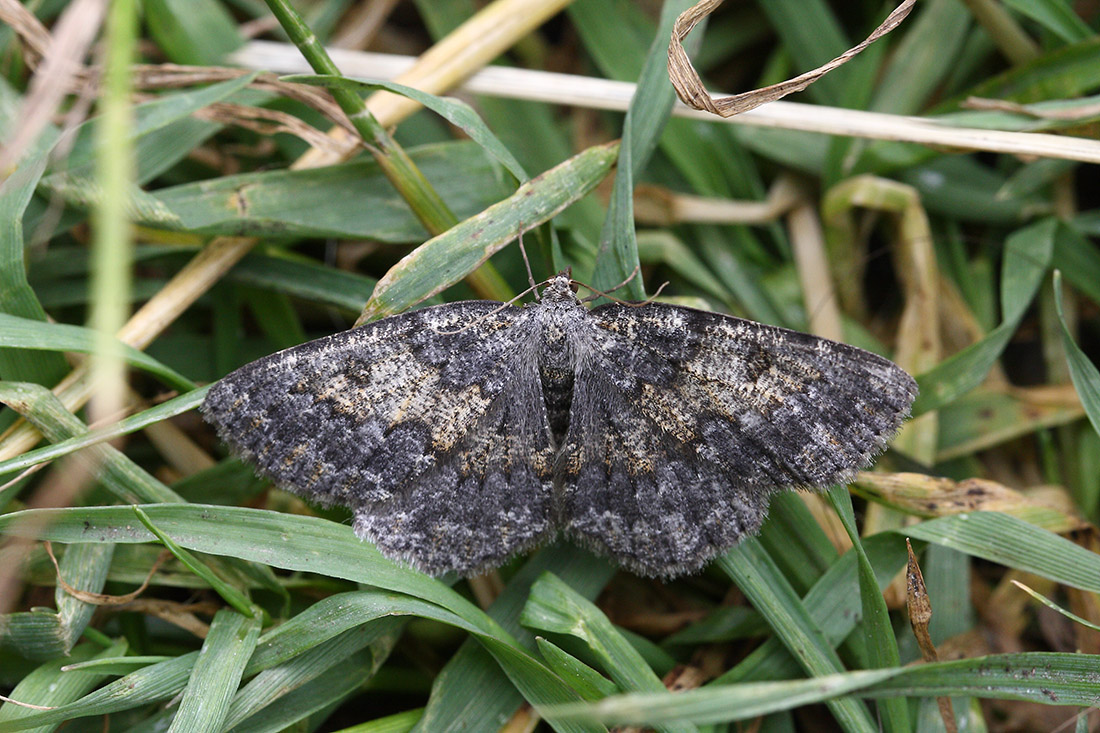 Pterygnophos agnitaria?