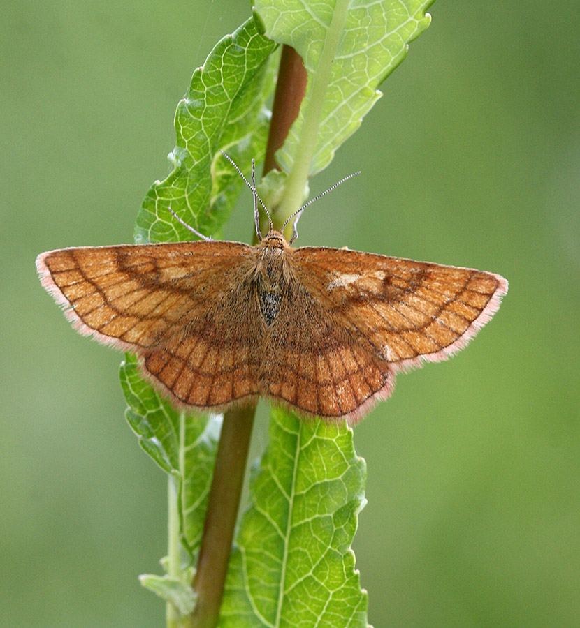 Holarctias rufinaria?