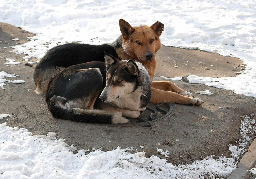 ������� �������