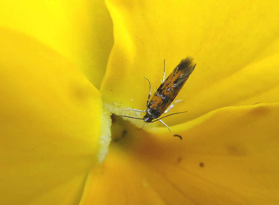 Olethreutes captiosana