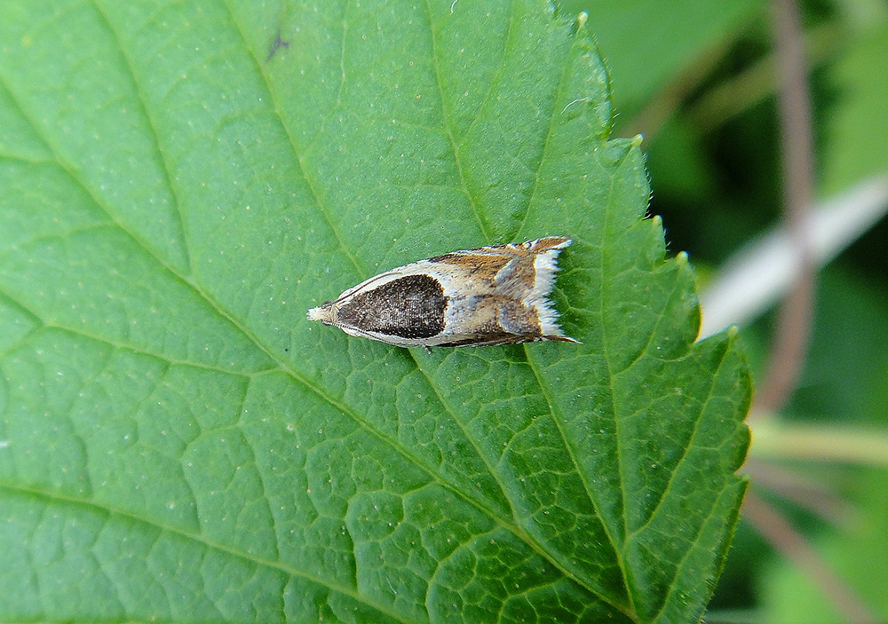 Ancylis badiana?