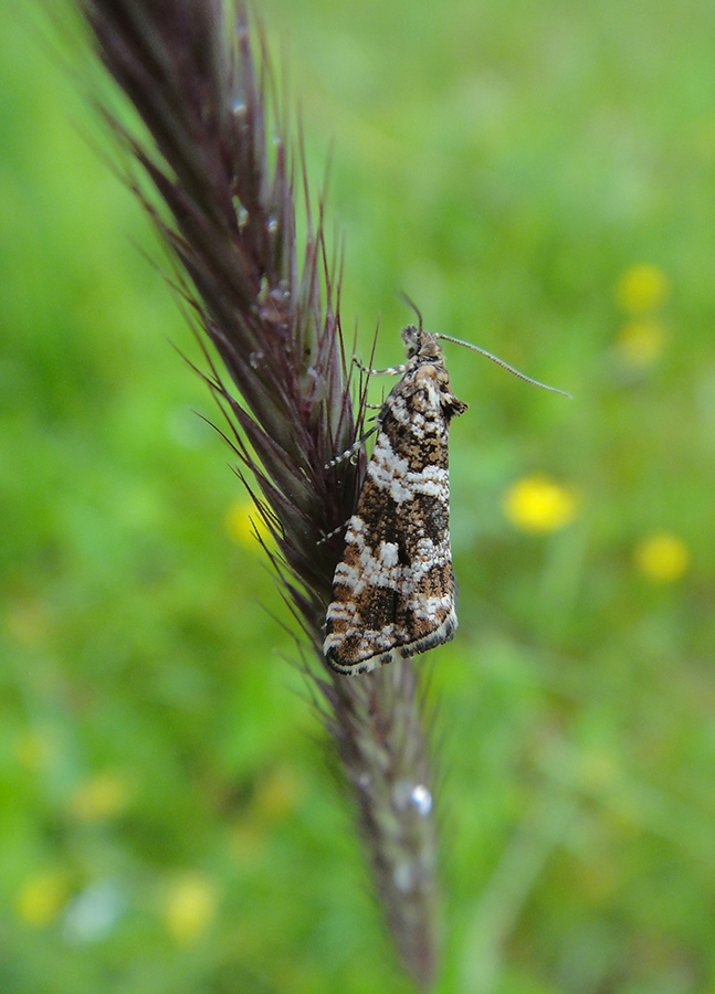 Celypha rivulana