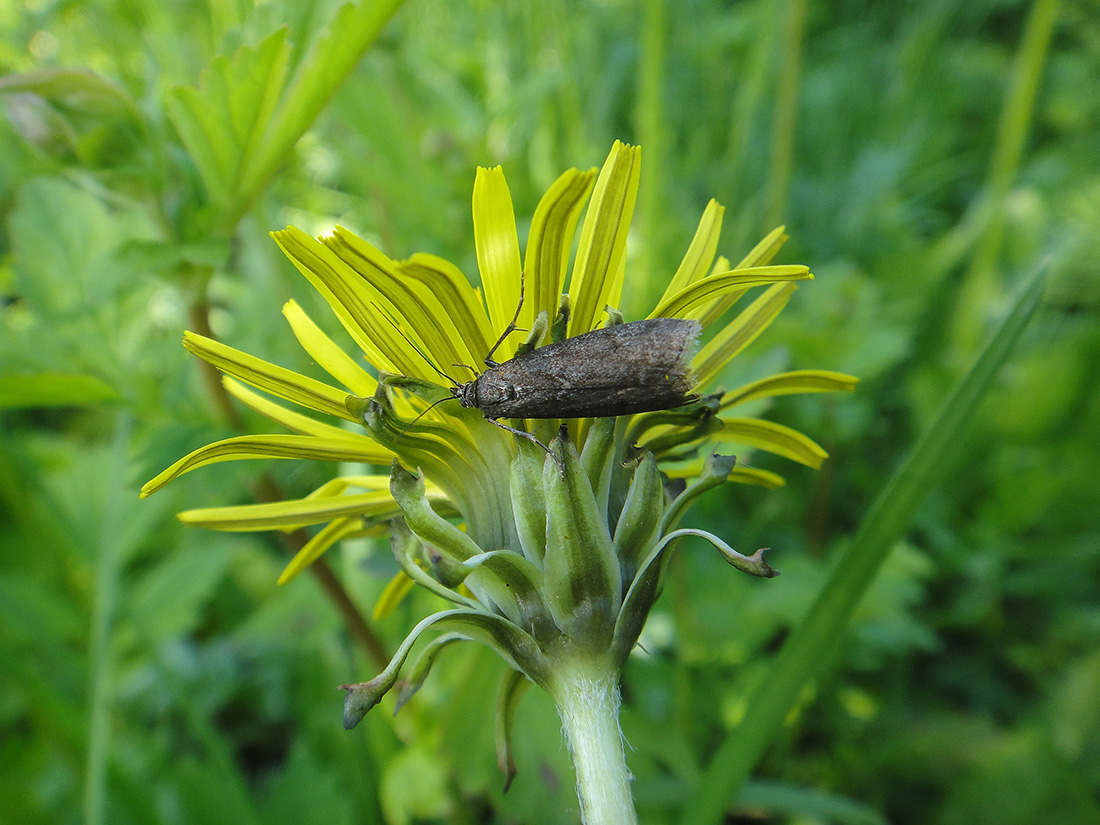 Scythrididae -  