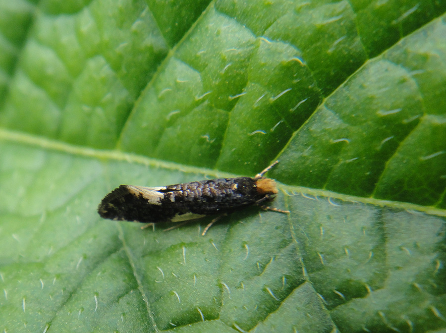 Monopis spilotella Tgstr. -  ?