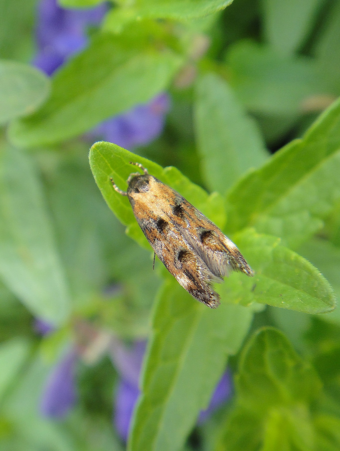 Agonoxenidae?