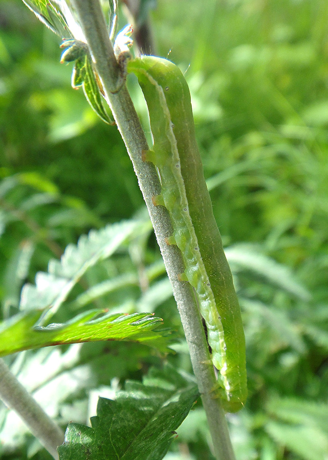 �� ����������