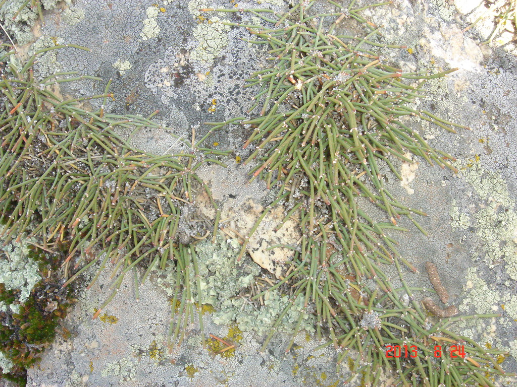 Ephedra equisetina
