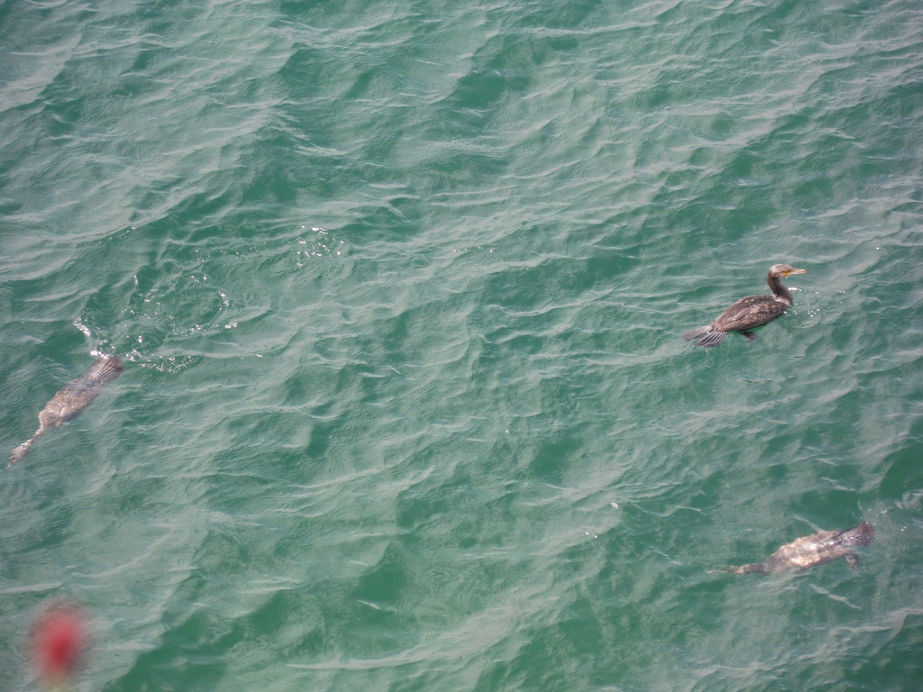 ��� ��� �������