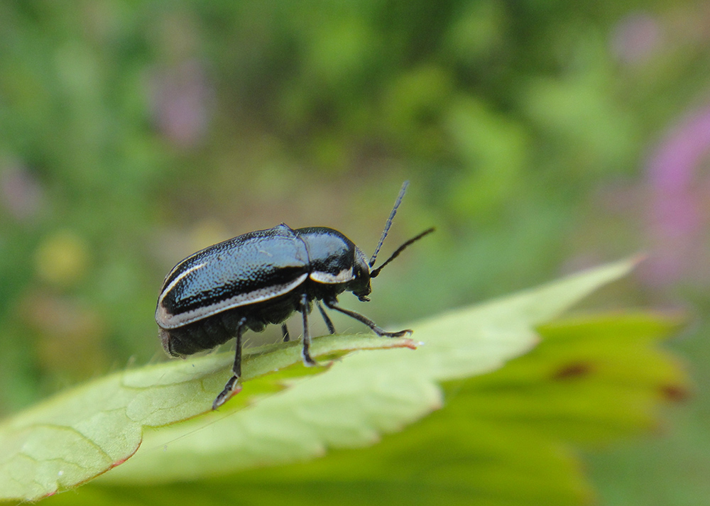 ryptocephalus ochroloma_2