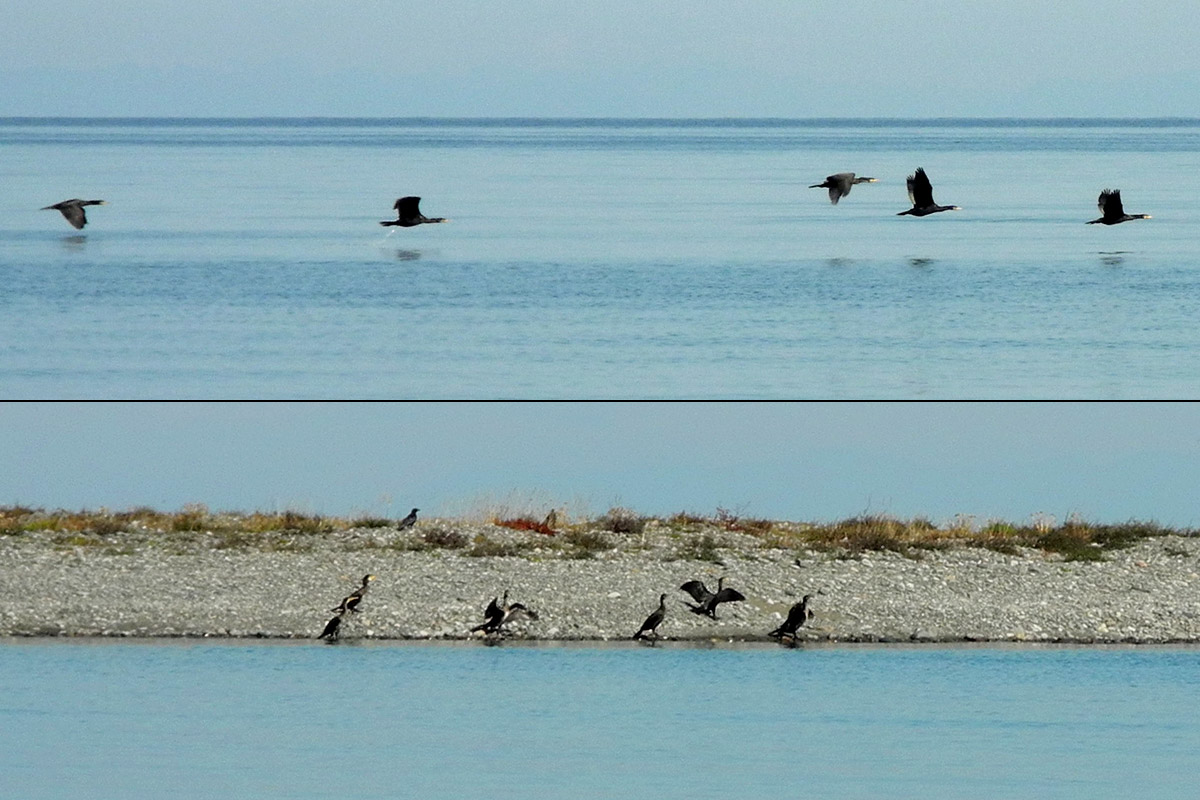 �������� ����