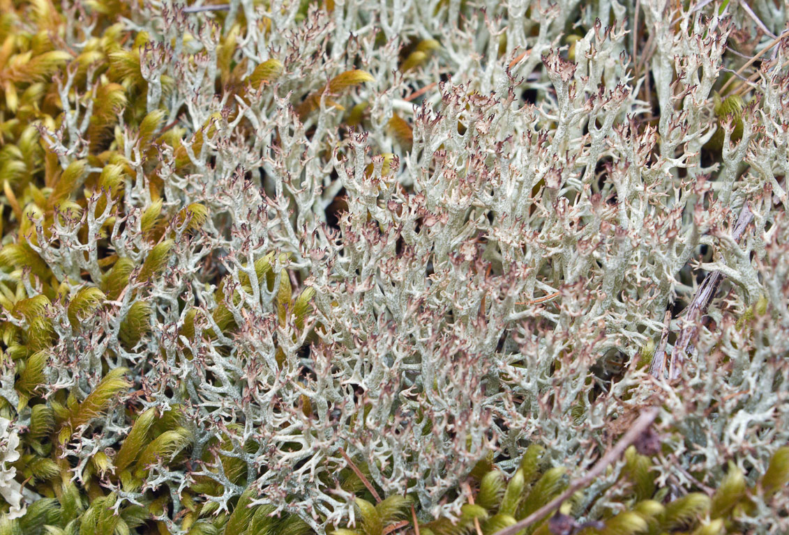  - (Cladonia amaurocraea)