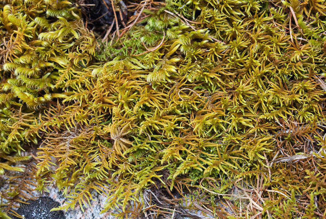   (Abietinella abietina)    (Rhytidium rugosum)