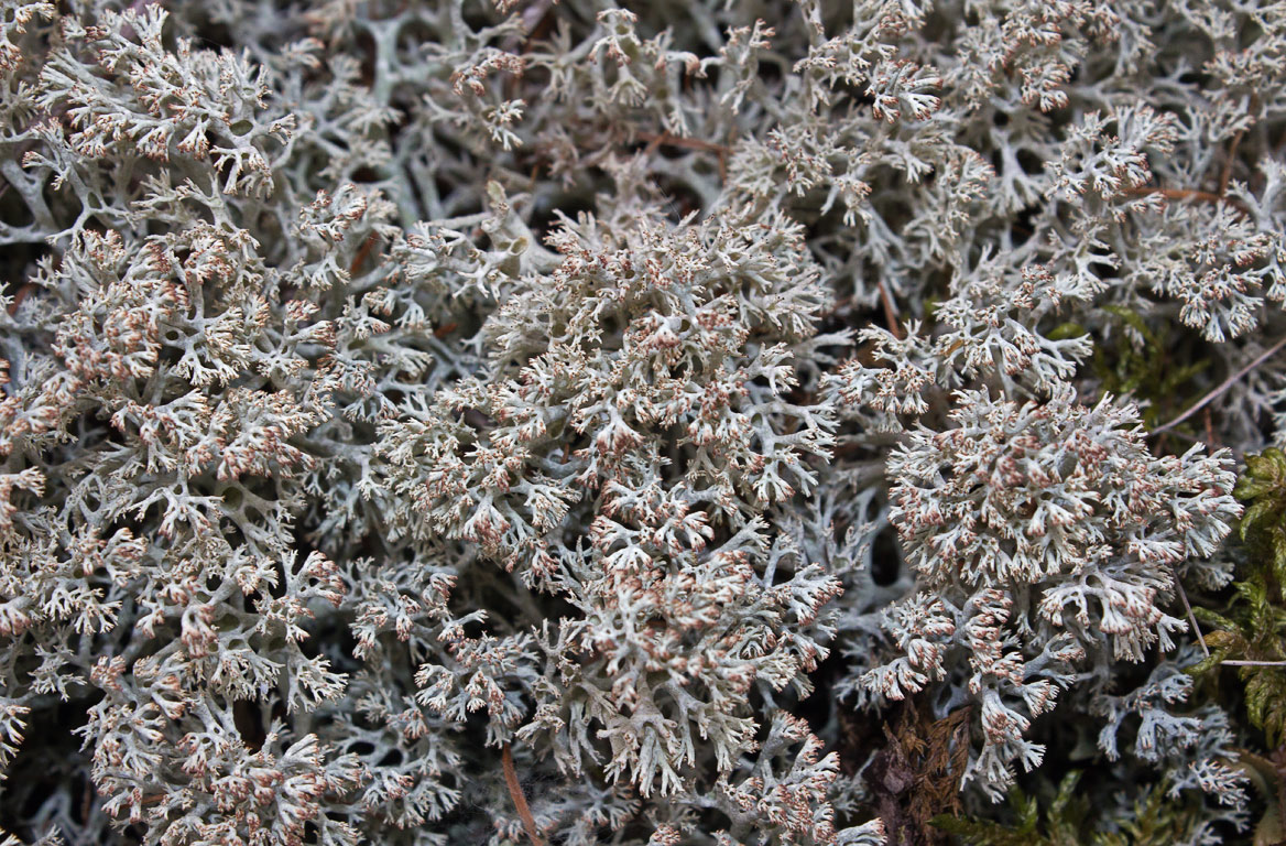 Кладония арбускула (Cladonia aff. arbuscula s.l.)