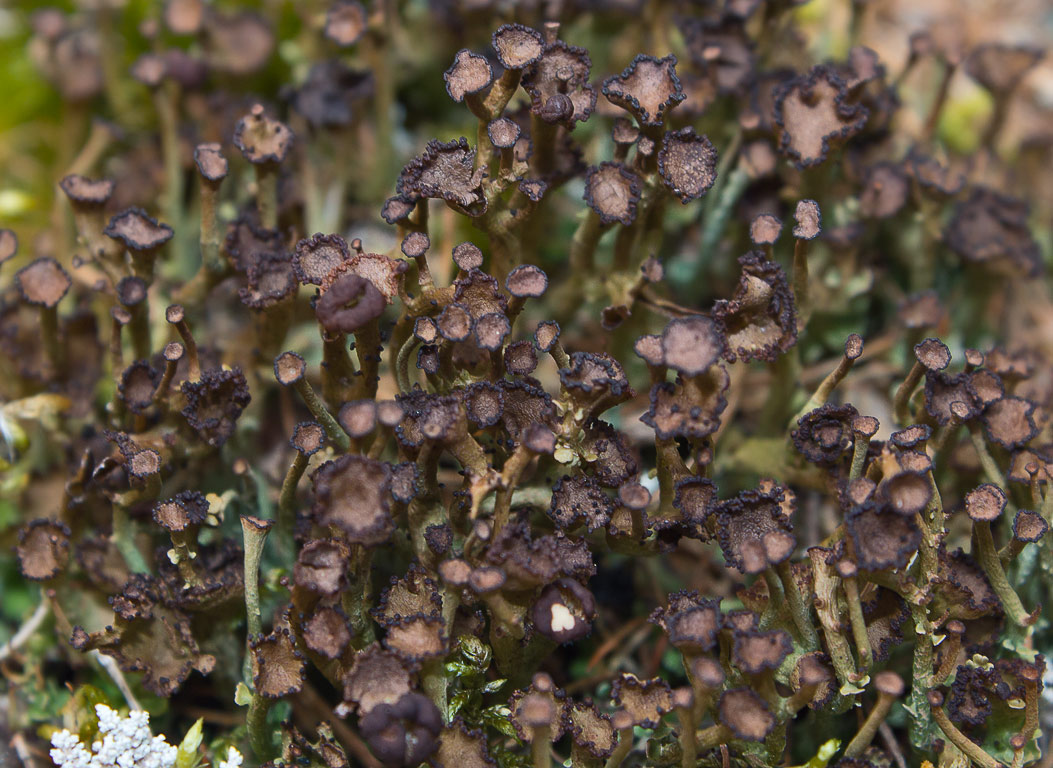   (Cladonia gracilis)