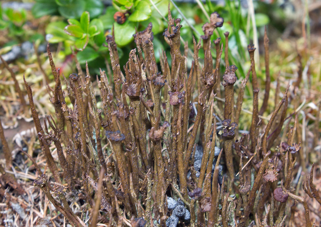   (Cladonia gracilis)