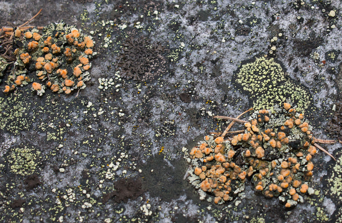   (Rhizoplaca melanophthalma),   (Lecanora polytropa),   (Umbilicaria hyperborea)