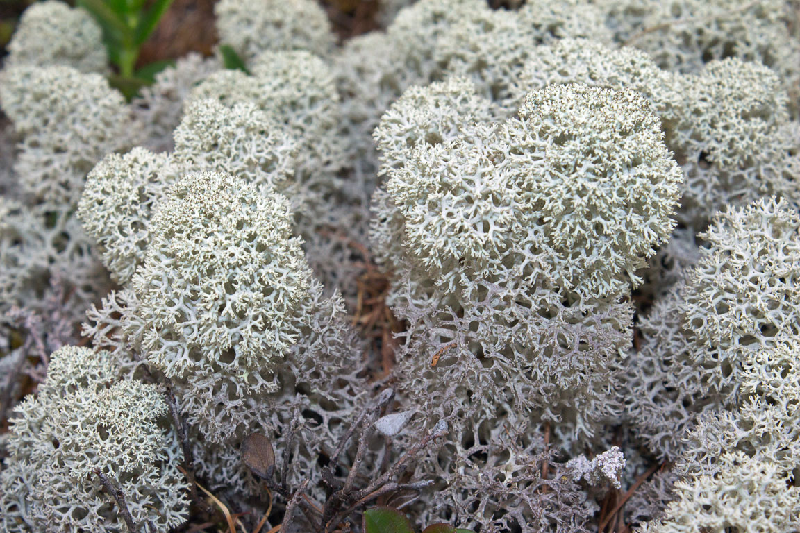   (Cladonia stellaris)