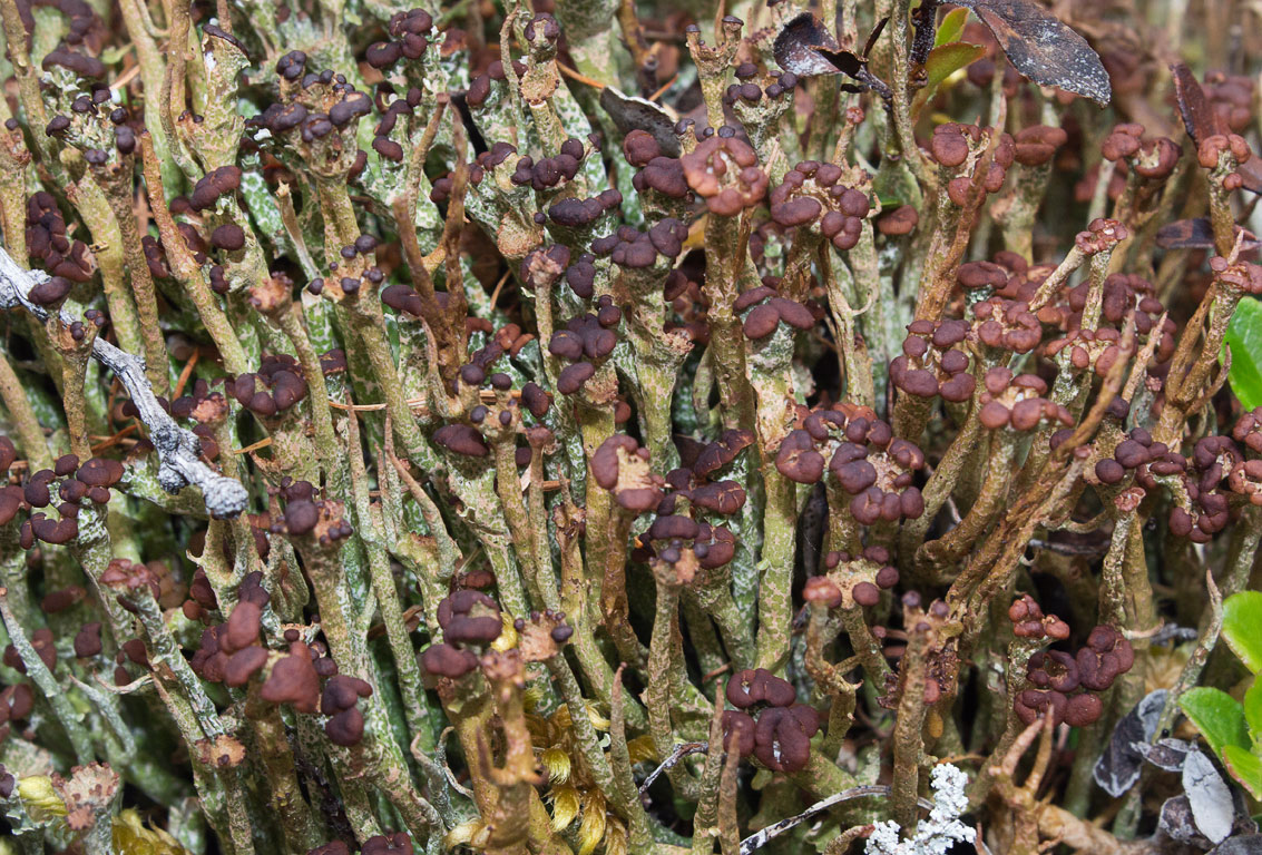   (Cladonia gracilis)