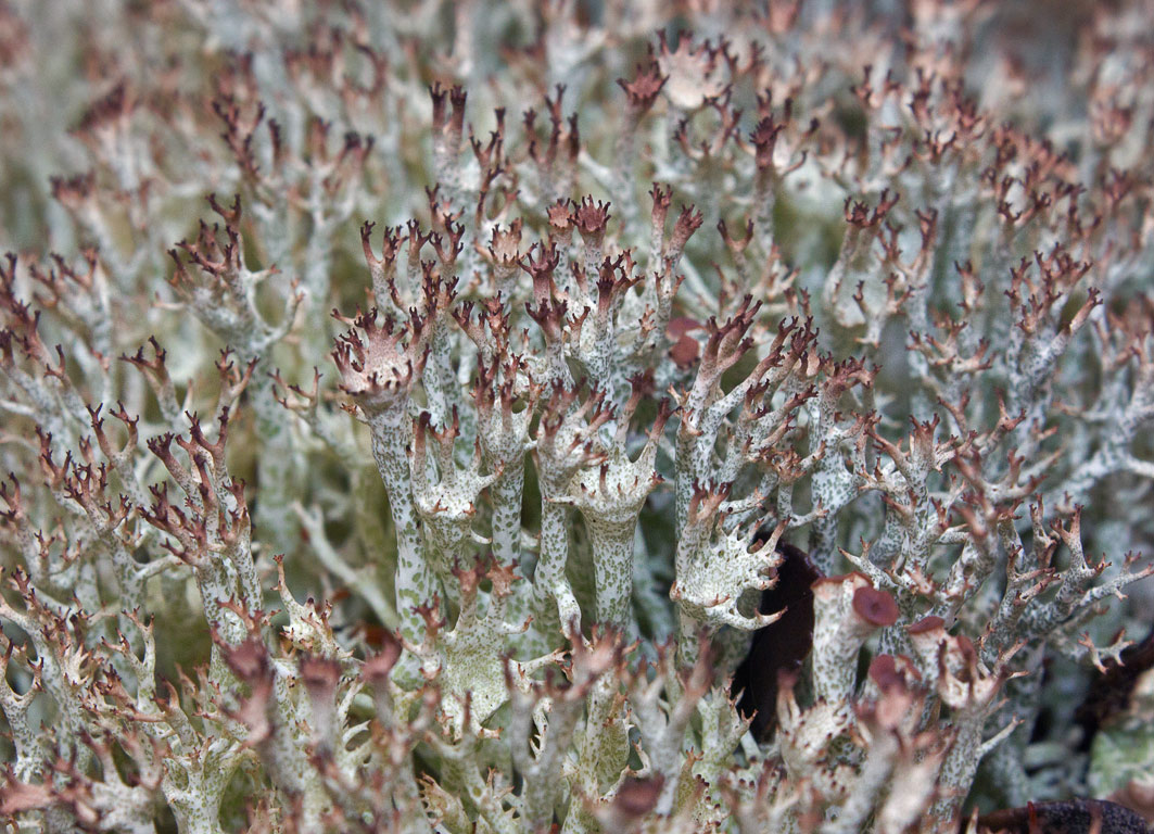  - (Cladonia amaurocraea)