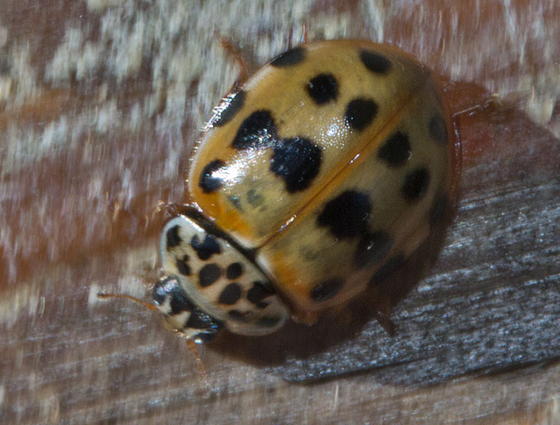   (Harmonia quadripunctata)