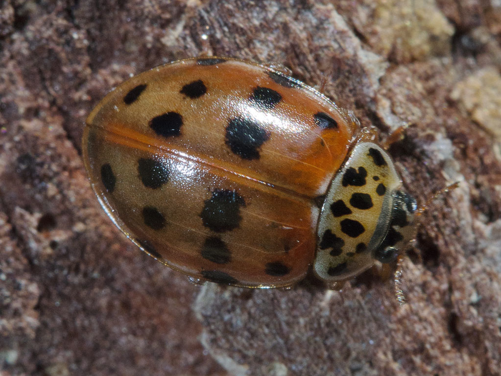   (Harmonia quadripunctata)