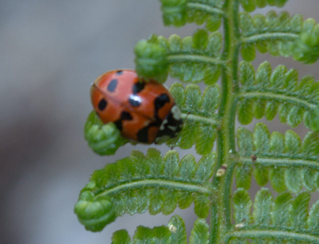 Коровка двухточечная (Adalia bipunctata fasciatopunctata)