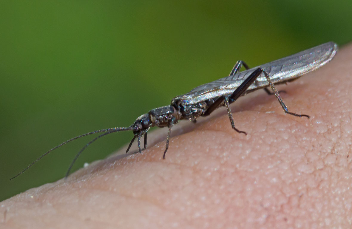   Taeniopterygidae