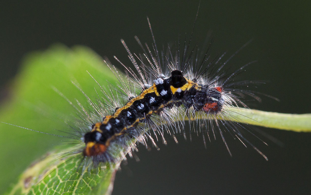    (Euproctis similis)