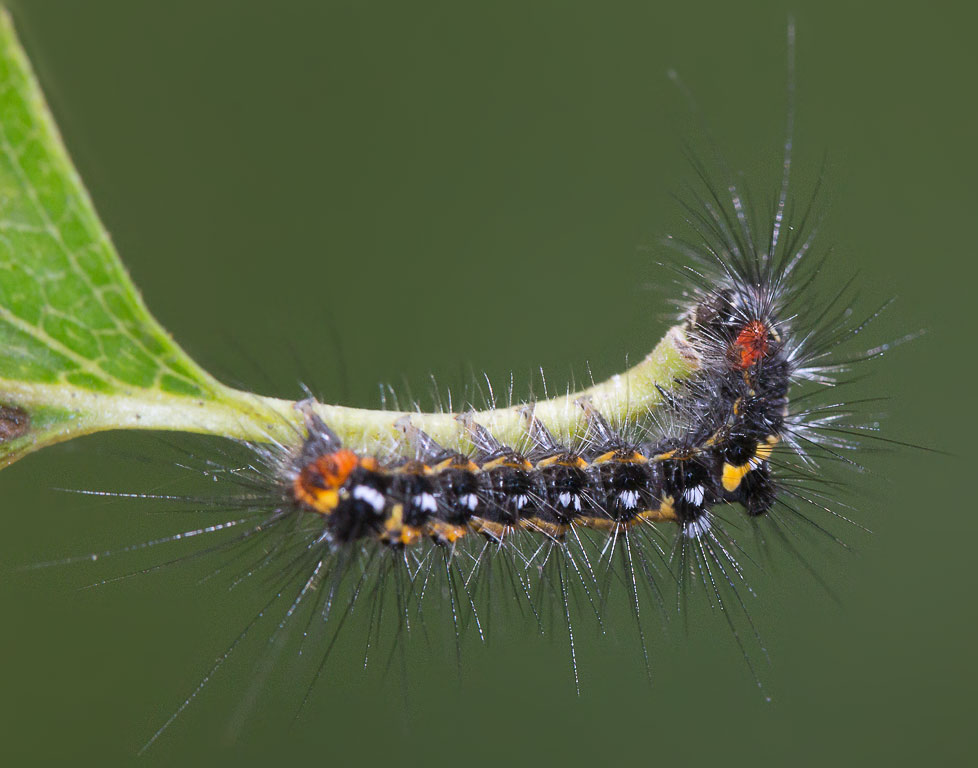    (Euproctis similis)