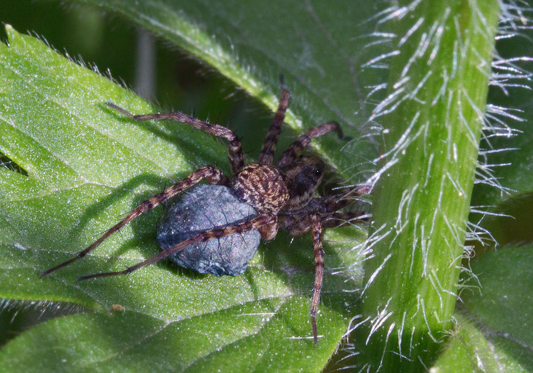  -   (Lycosidae)