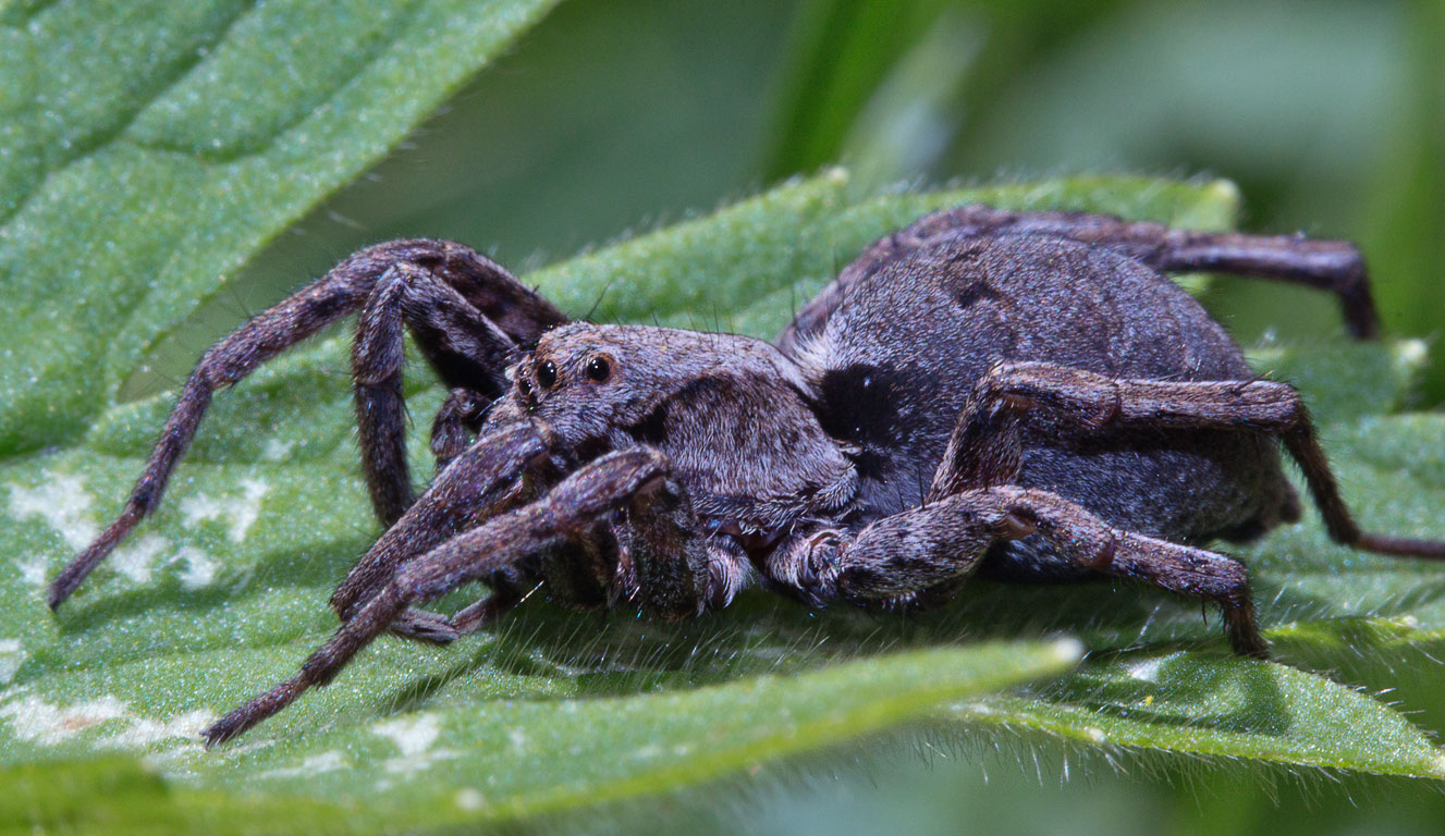 - (Lycosidae)