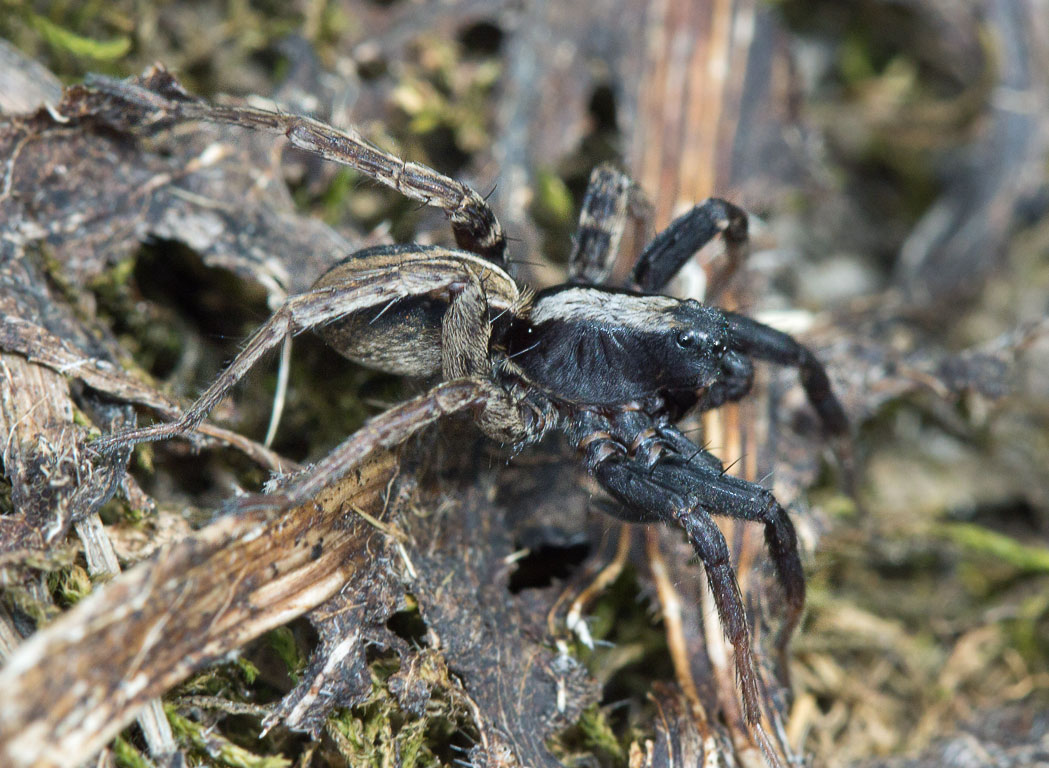 - (Lycosidae)