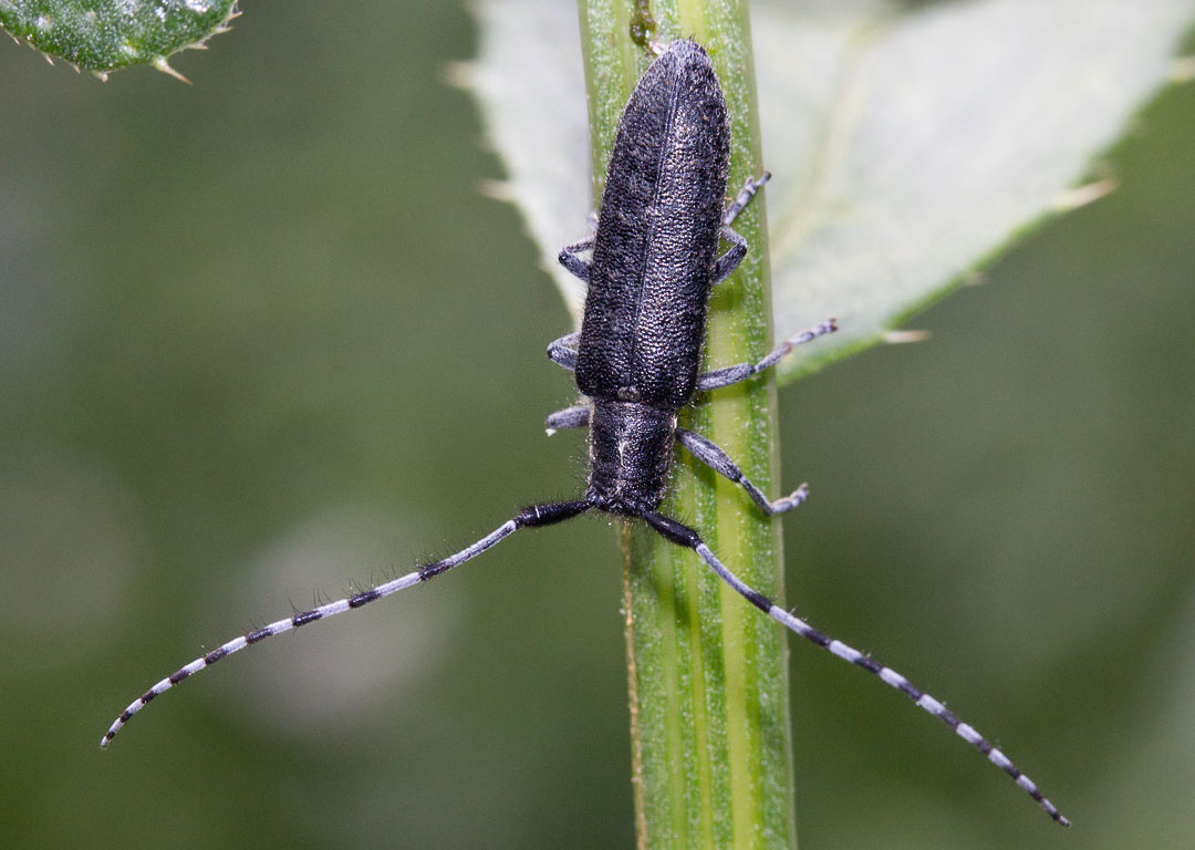    (Agapanthia villosoviridescens)