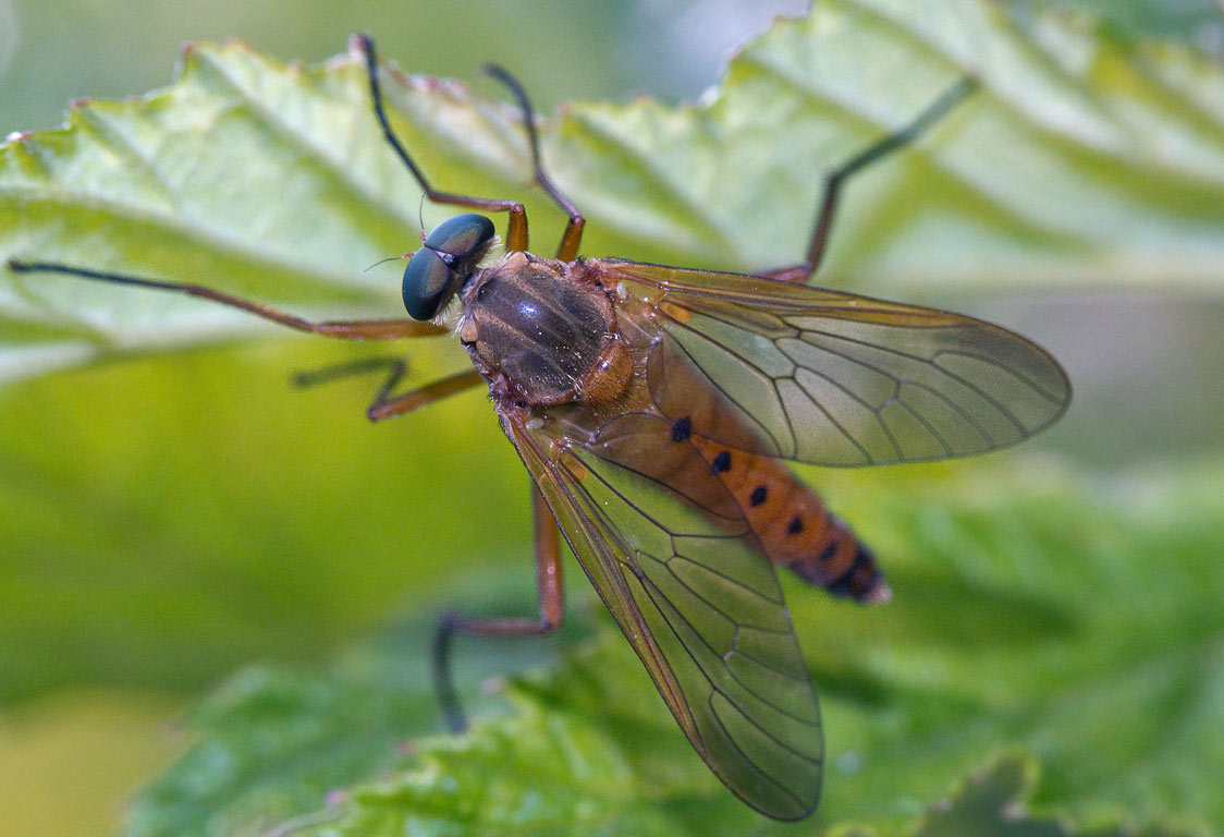  Rhagio tringarius