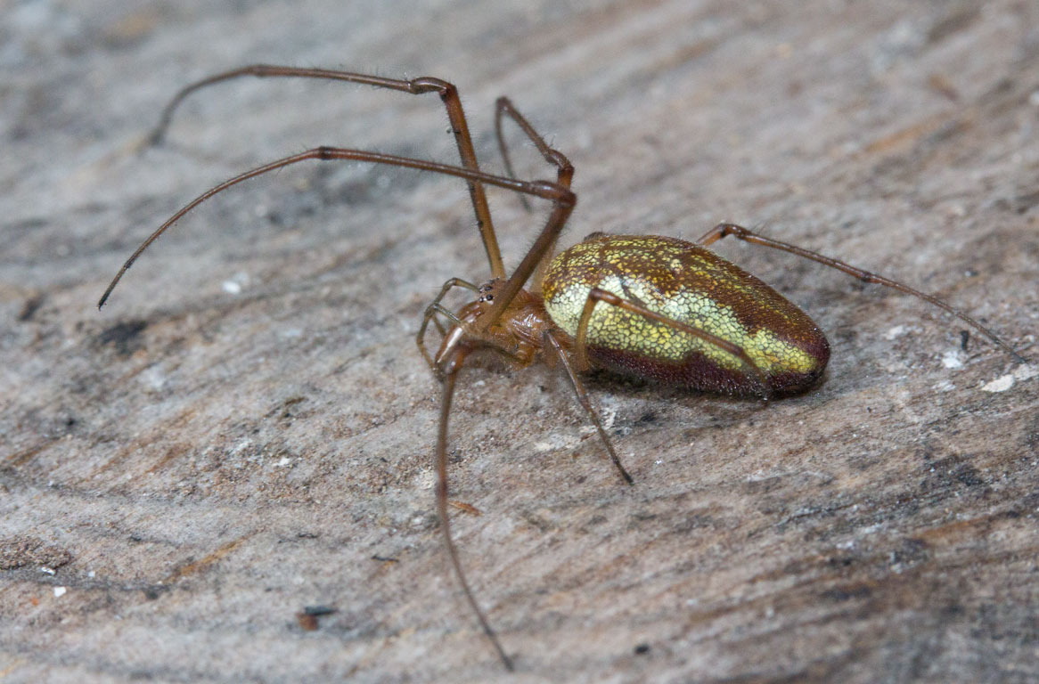   (Tetragnathidae)