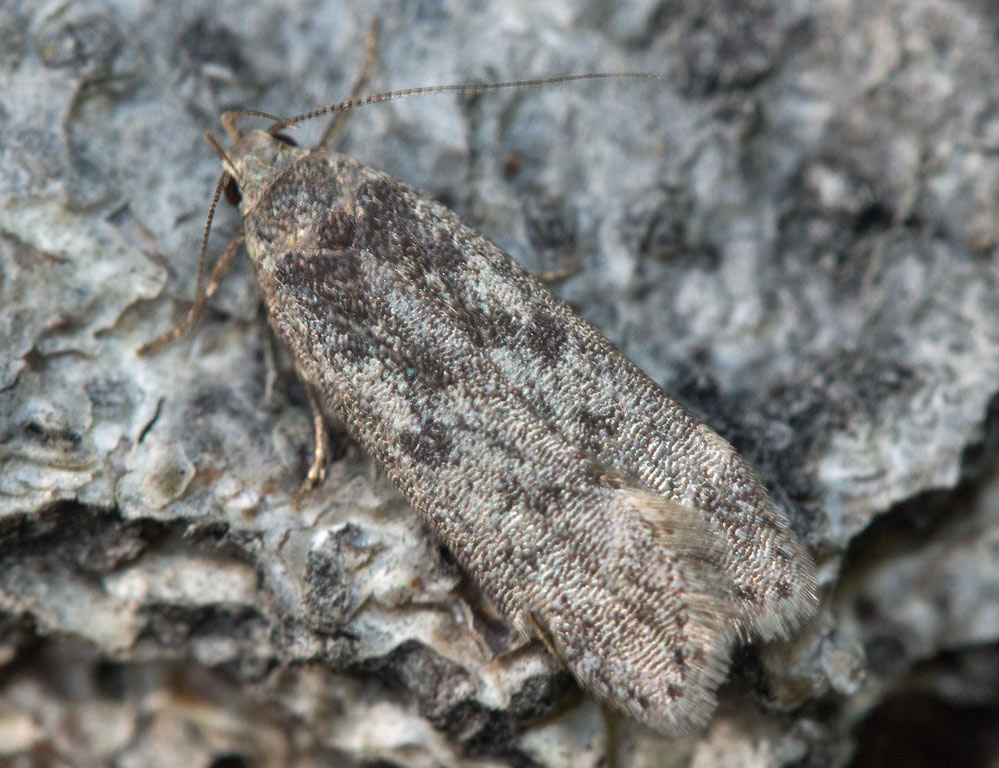    Anacampsis,  Anacampsis blattariella