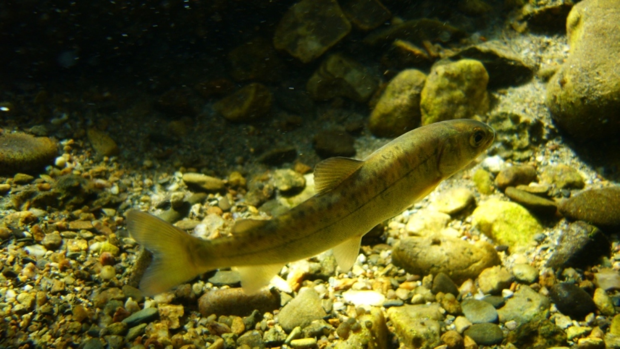 ���� �����