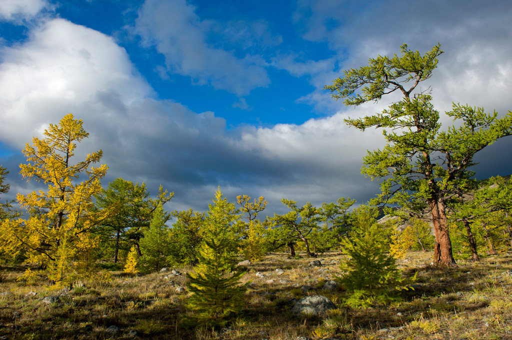 ������� �����