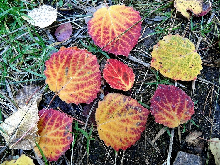 ������� �������