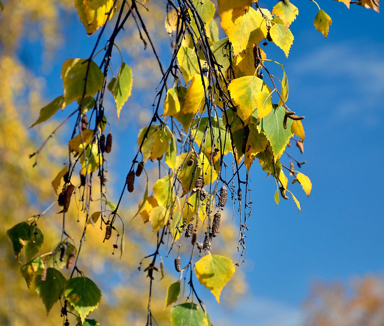 ������� �������