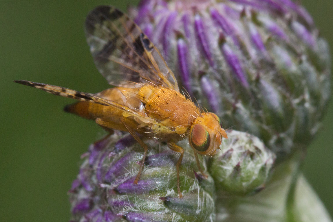  Xyphosia miliaria ?
