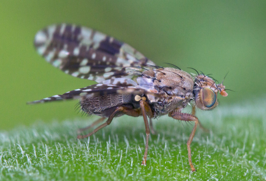  Oxyna parietina