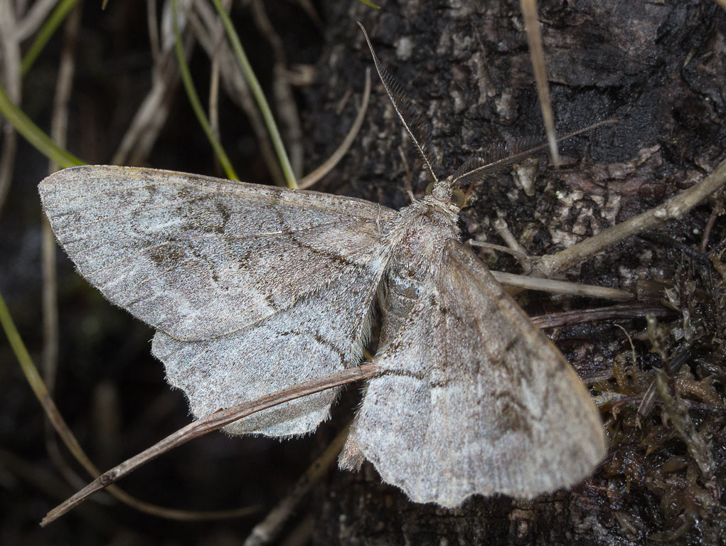    (Alcis bastelbergeri sachalinensis) ?